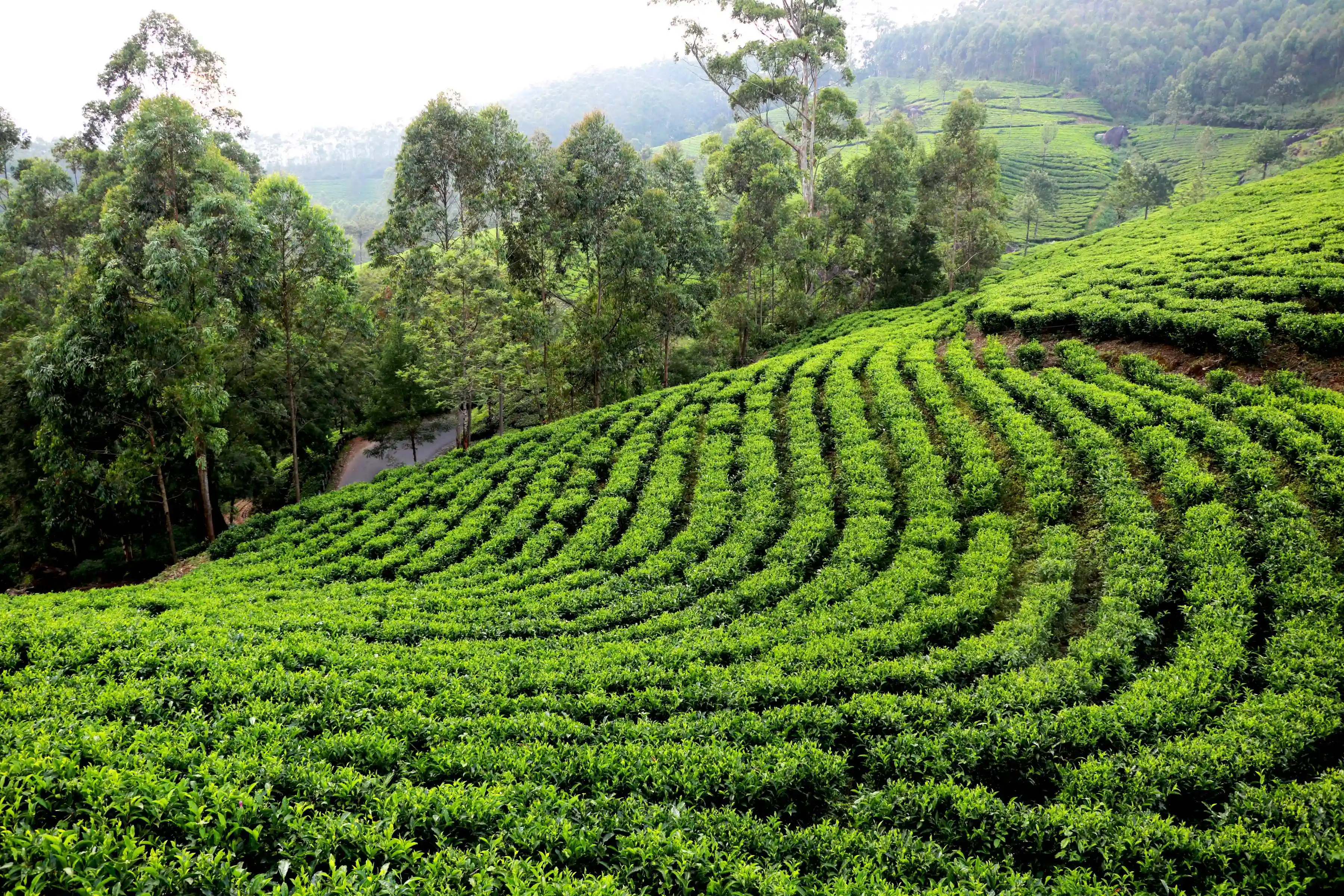 Assam